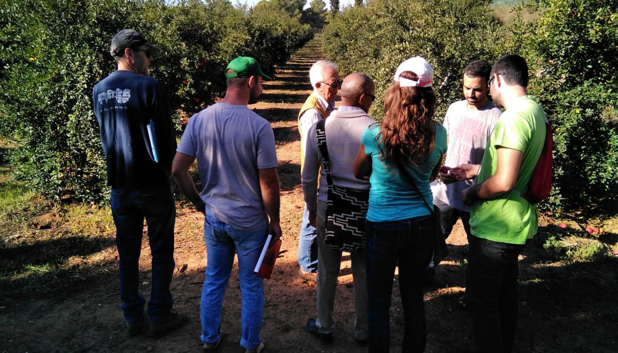 Finca la Florentina (Valencia). SEAE